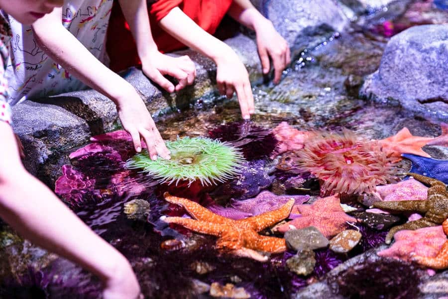 View of kids' hands touching the sea creatures
