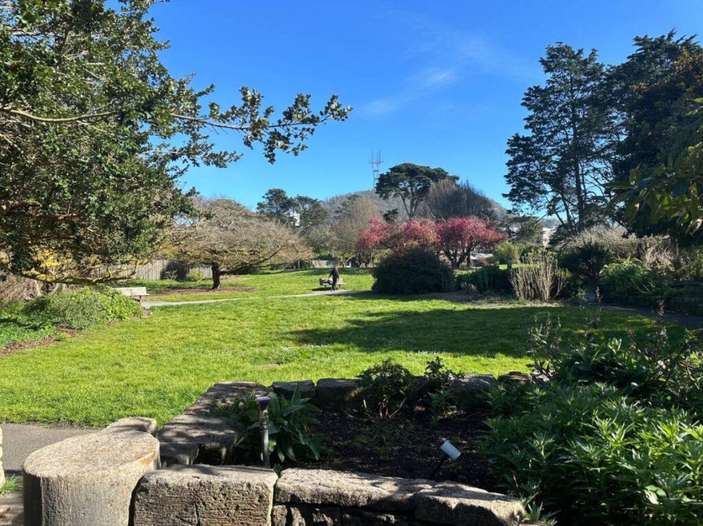 Clear blue sky over the San Francisco Botanical Garden