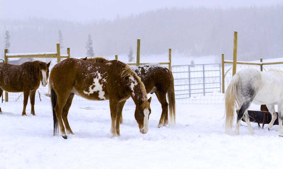 View of horses in a ranch during winter