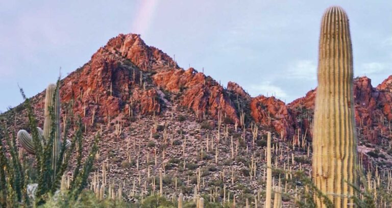 View of the cacti and mountains at Saguaro National Park