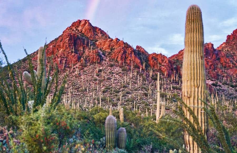 View of the beautiful landscape of mountains and cacti in Saguaro National Park