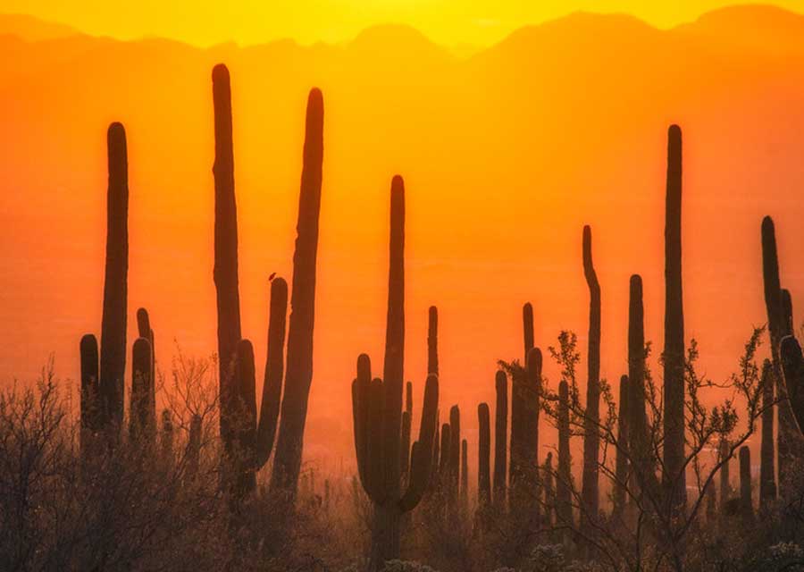 View from the Saguaro National Park during sunset