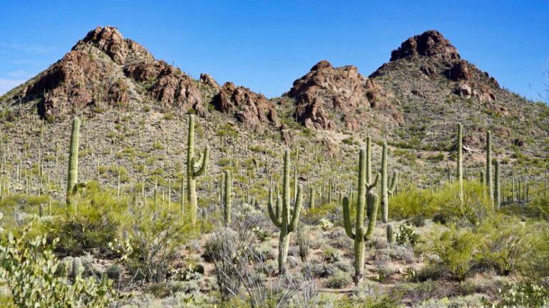 View of the cacti beneath the rocky mountains at Saguaro National Park in Arizona