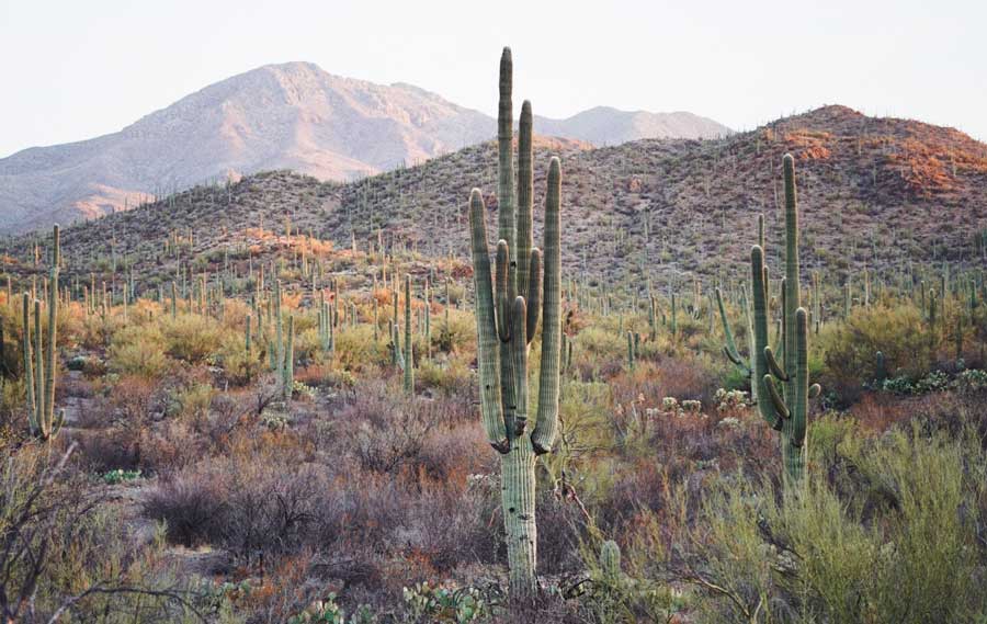 Cacti in the Saguaro National Park