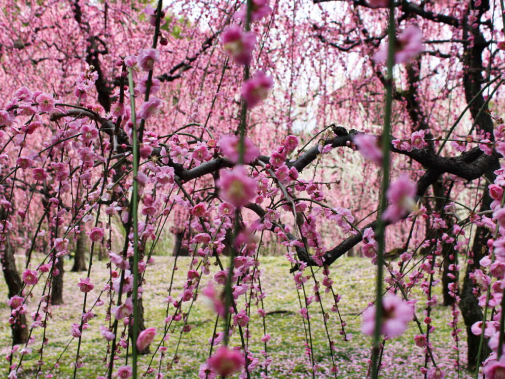 Closeup look of the vibrant pink sakura at Jonangu Shrine