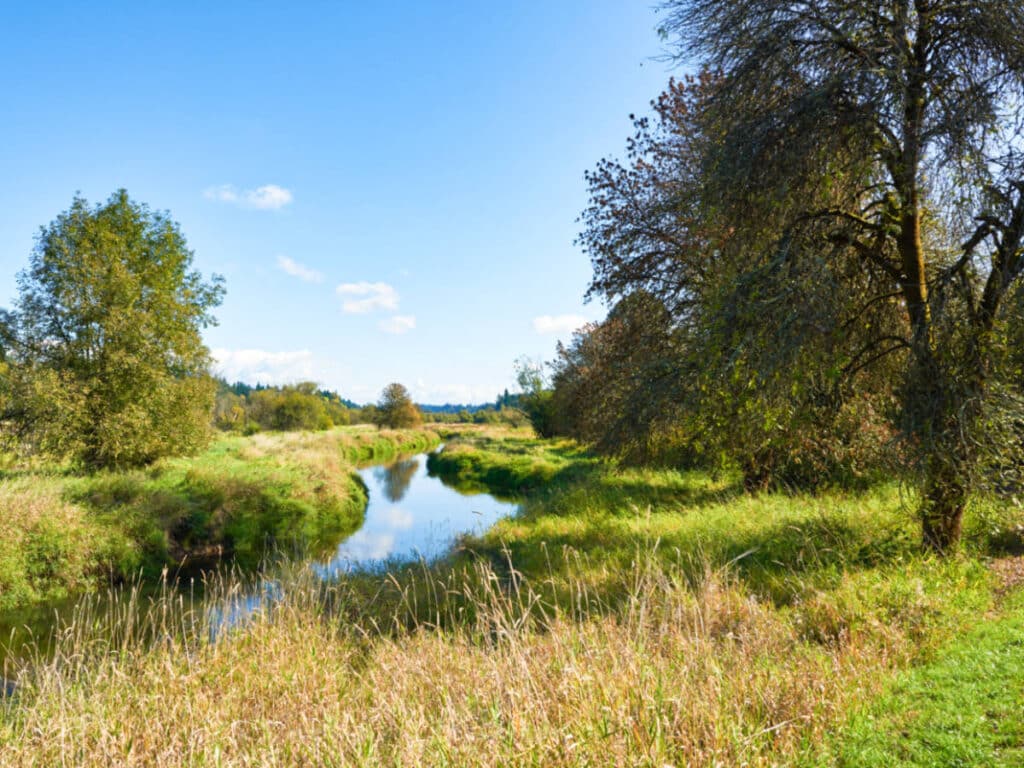View of the greenery around the Salmon Creek Greenway Trail