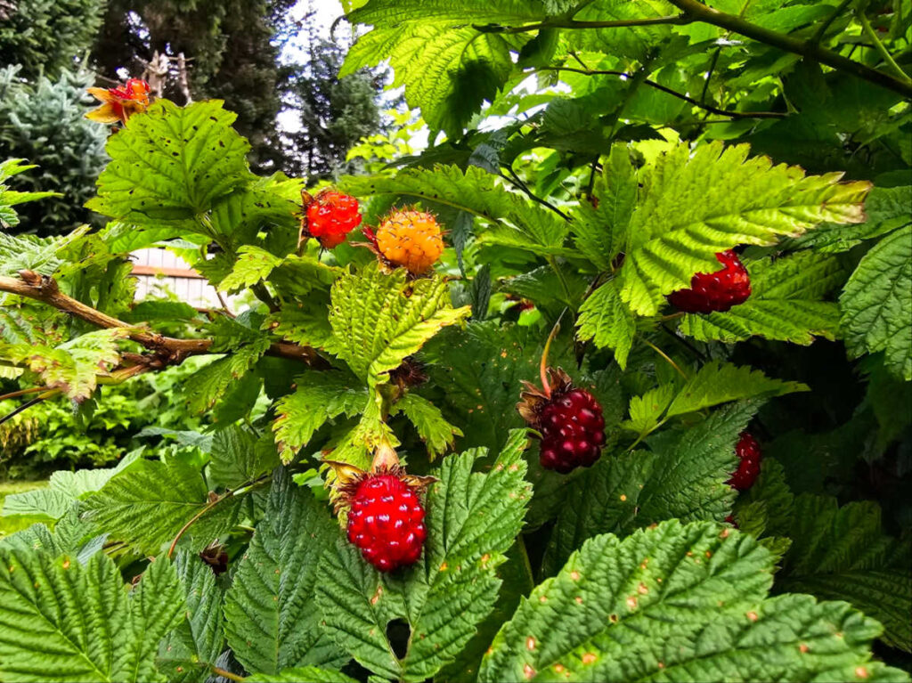 Closeup look of the ripe salmonberries