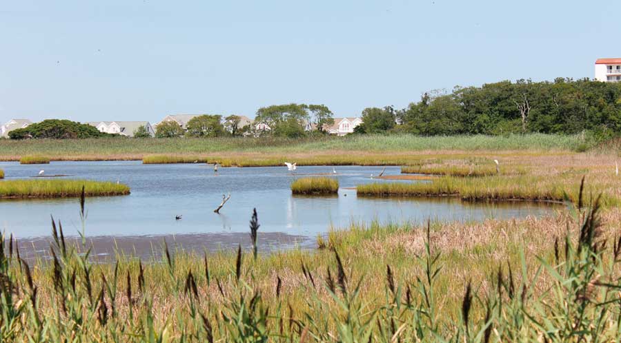 The clear blue sky over the Salt Marsh Safari