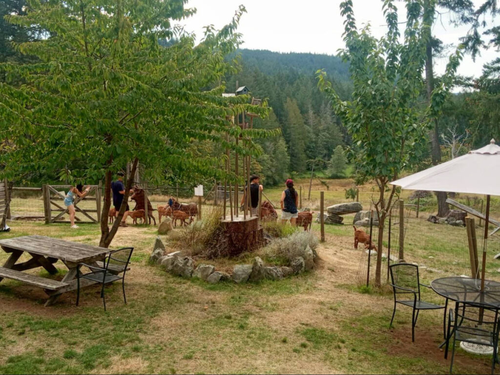 People taking photos of the goats at Salt Spring Island Cheese