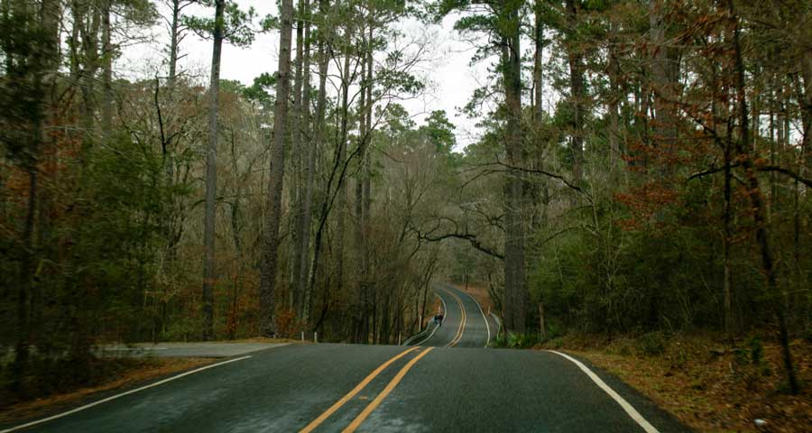 A road in Sam Houston National Forest