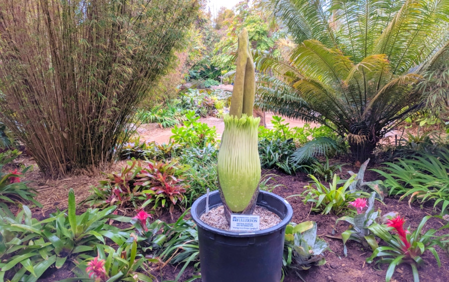 A Corpse Flower at the San Diego Botanic Garden