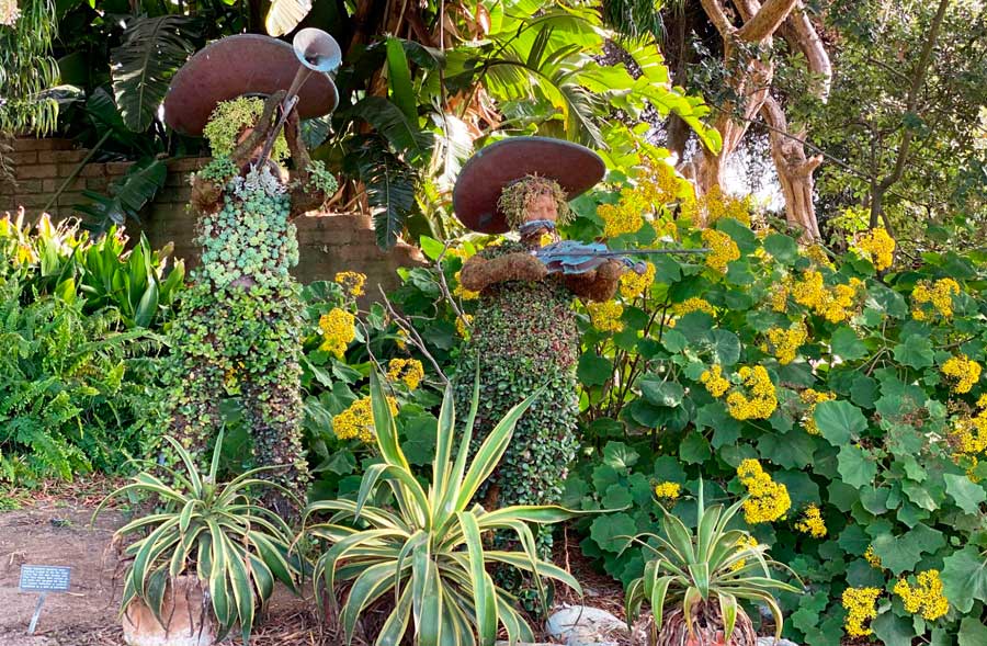 View of a plant shaped as a musical band in Sand Diego Botanic Garden