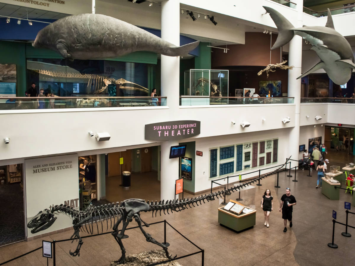 View of the visitors wandering around the atrium with hanging replicas of the sharks and skeleton displays in San Diego Natural History Museum Atrium