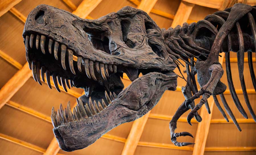 Close up view of a t-rex skeleton inside a museum