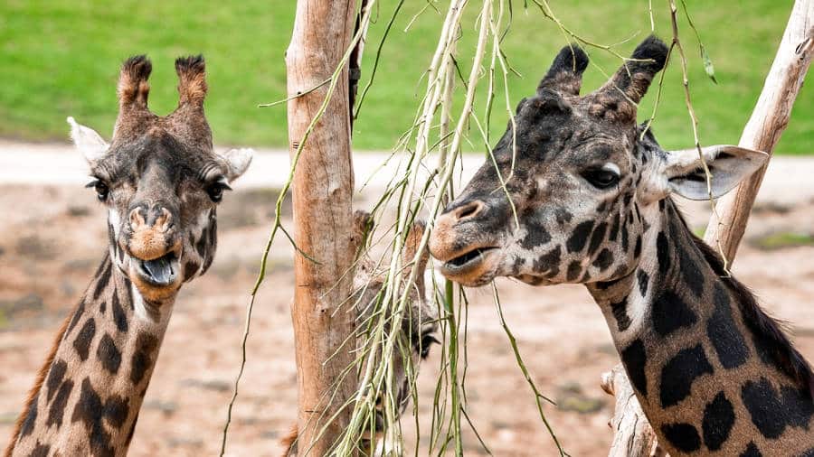 A closeup look at the two giraffes eating grass