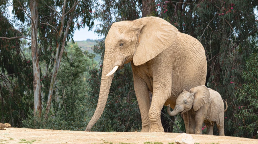 Two elephants at the San Diego Zoo