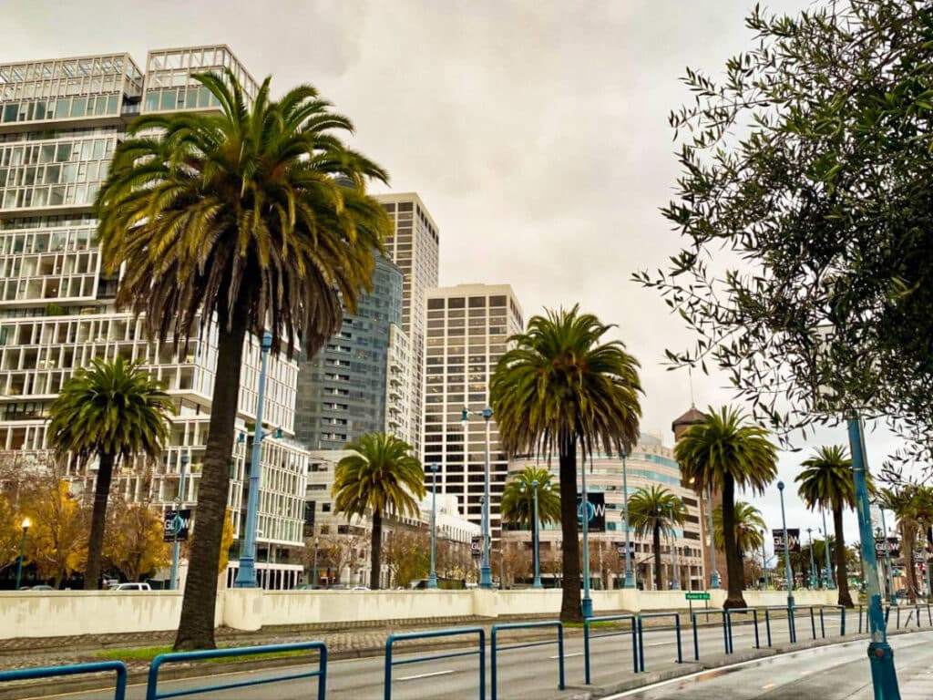 View of the skyscrapers and the lined palm trees in the Embarcadero