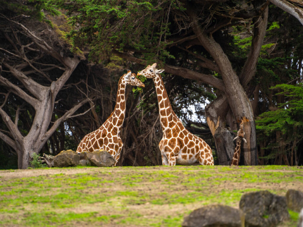Giraffe wandering in San Francisco Zoo