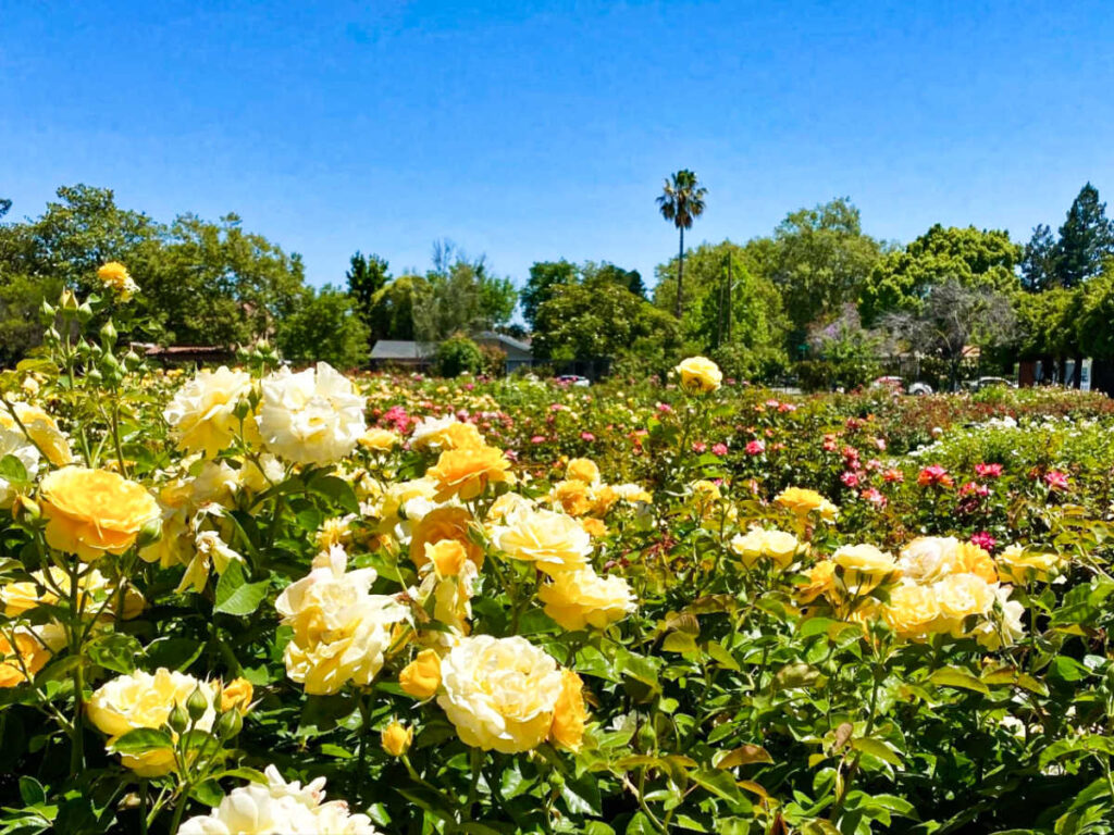 Closeup view of the blooming yellow roses at San Jose Municipal Rose Garden