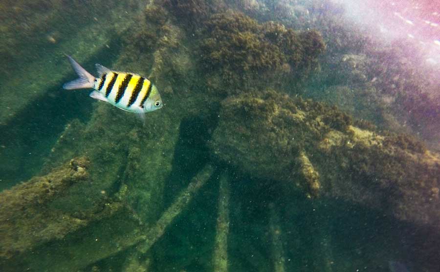 View under the water during a San Juan Snorkeling Tour