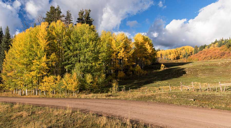 A road on a forest going to the San Juan National Forest