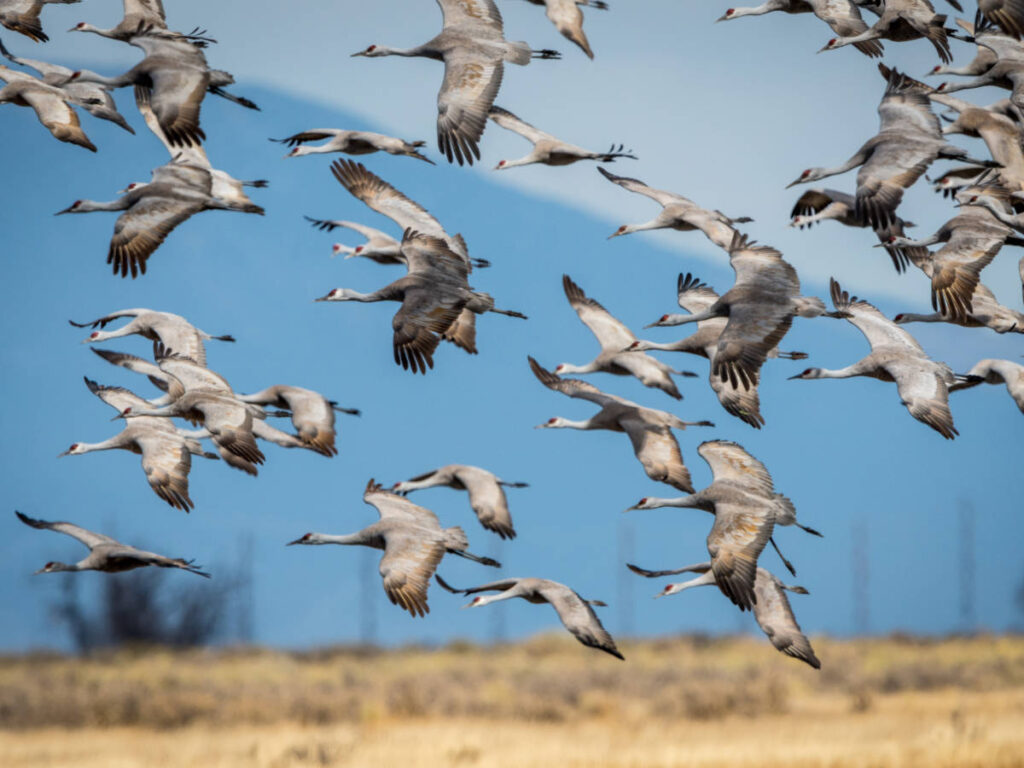 Sandhill cranes flying over Monte Vista Crane Festival
