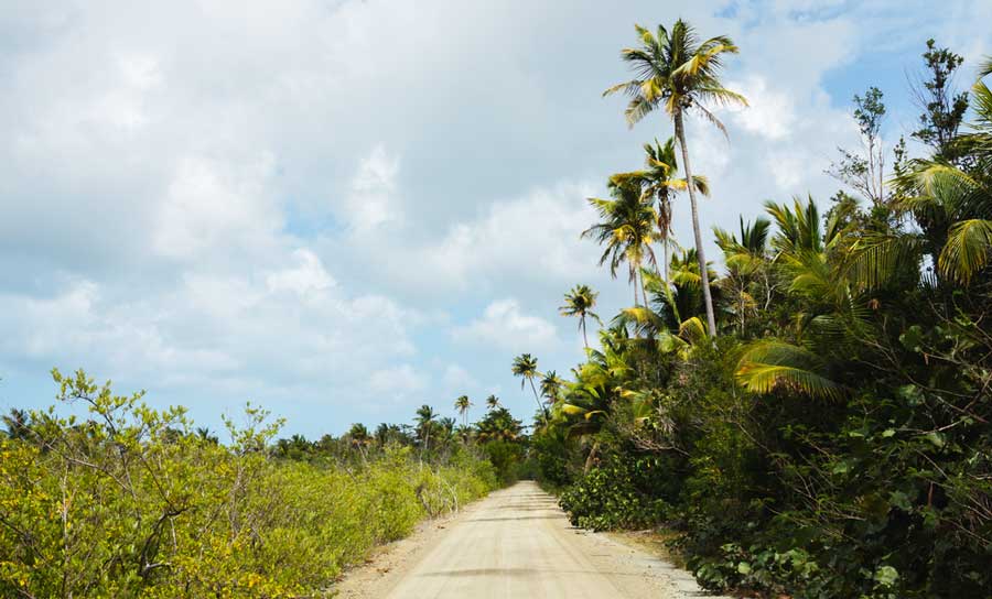 Palm trees lined in the sandy path