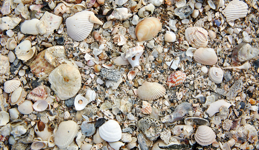 View of sea shells in the sand of Sanibel Island