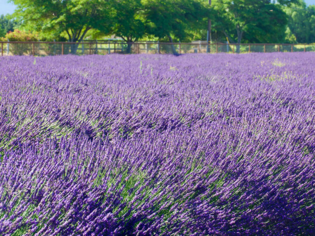 Lavender field with a fence at Santa Barbara Lavender Festival