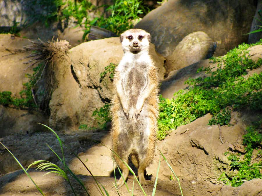 A lone meerkat standing at Santa Barbara Zoo