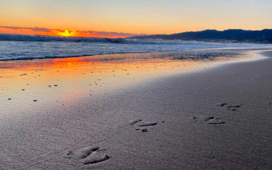 View of gull tracks on the sand of Santa Monica Beach at sunset