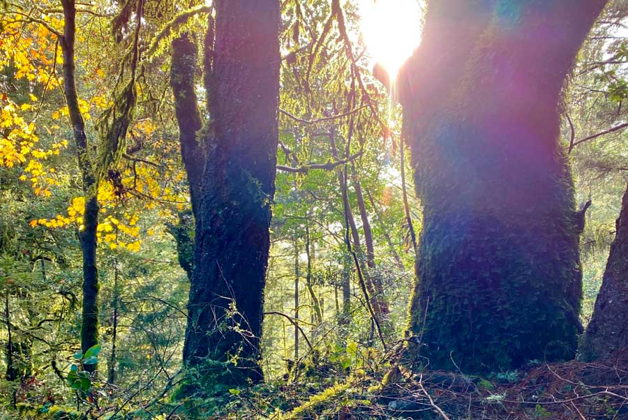 View of trees in Santa Monica Mountains
