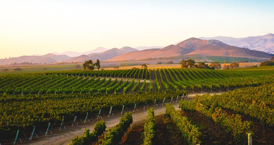 View of vineyard in Santa Ynez Valley