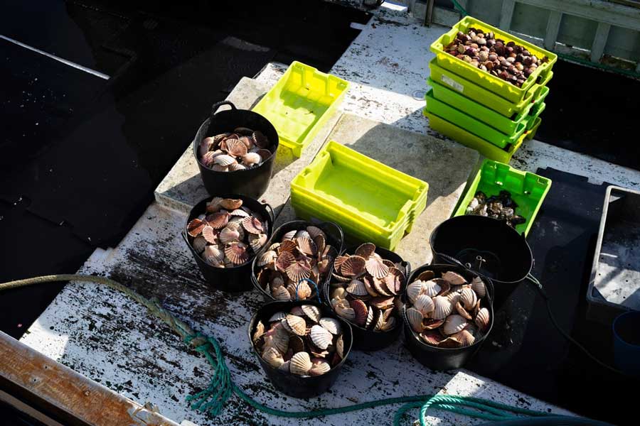Freshly caught scallops on a bucket