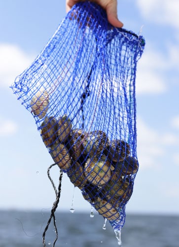 View of a fresh caught scallops
