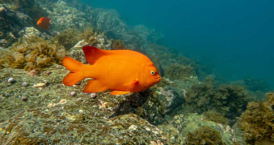 An orange garibaldi fish under the water of Malibu