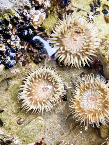 Closeup view of the sea anemones at the 1000 Steps Beach