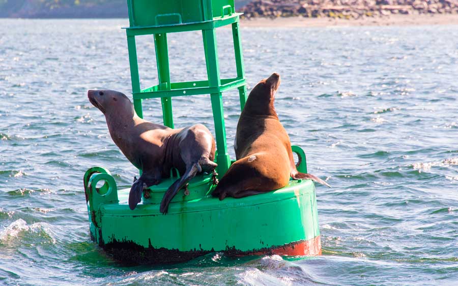 View of sea lions offshore in Discovery Park