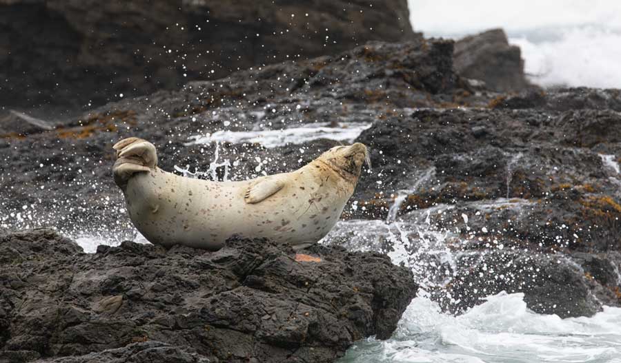 A seal on top of a rock in Shelter Cove