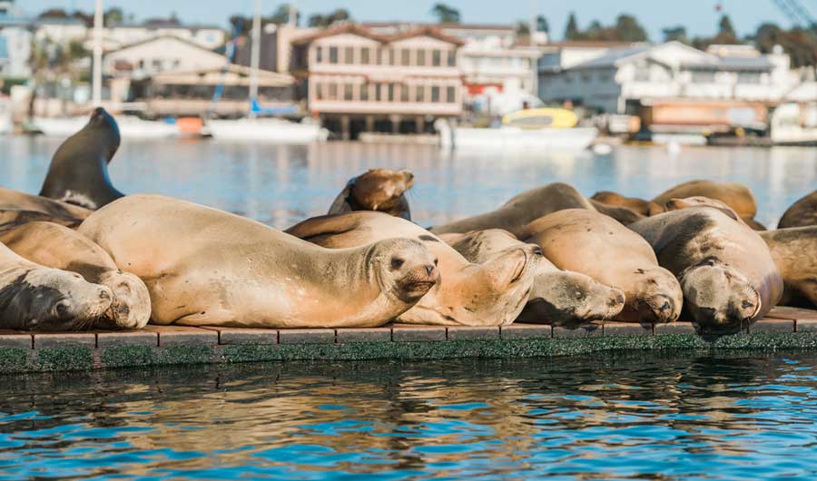 View of sea lions in the Morro Bay