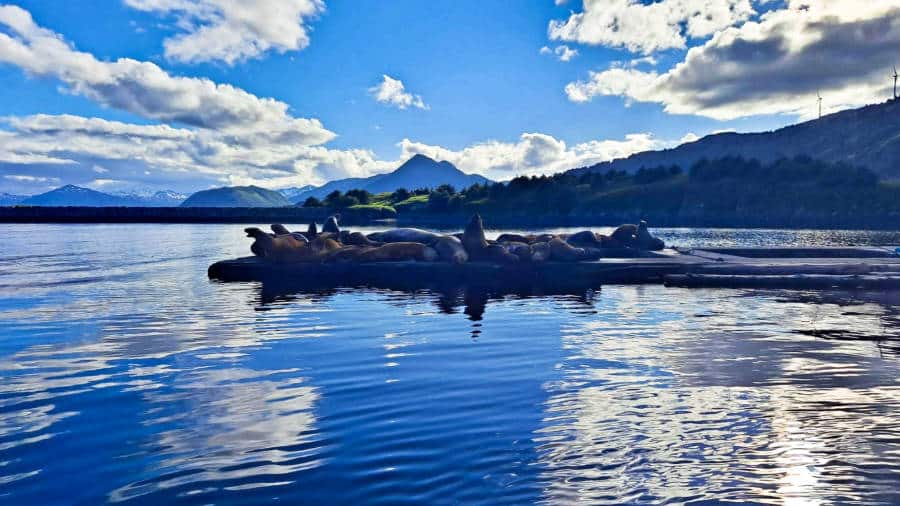View of the sea lions relaxing on the boardwalk in St. Herman’s Bay Harbor