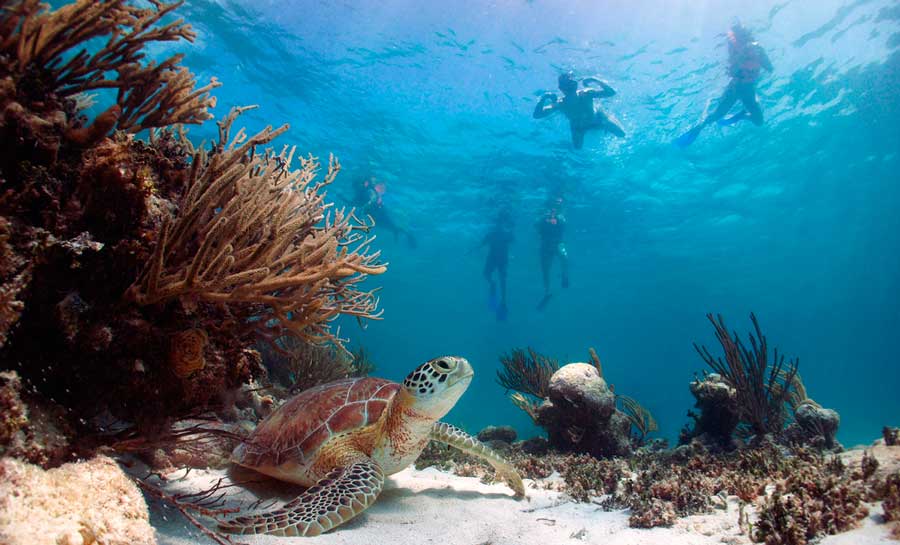 Sea turtle under the water of Akumal and divers wandering in it
