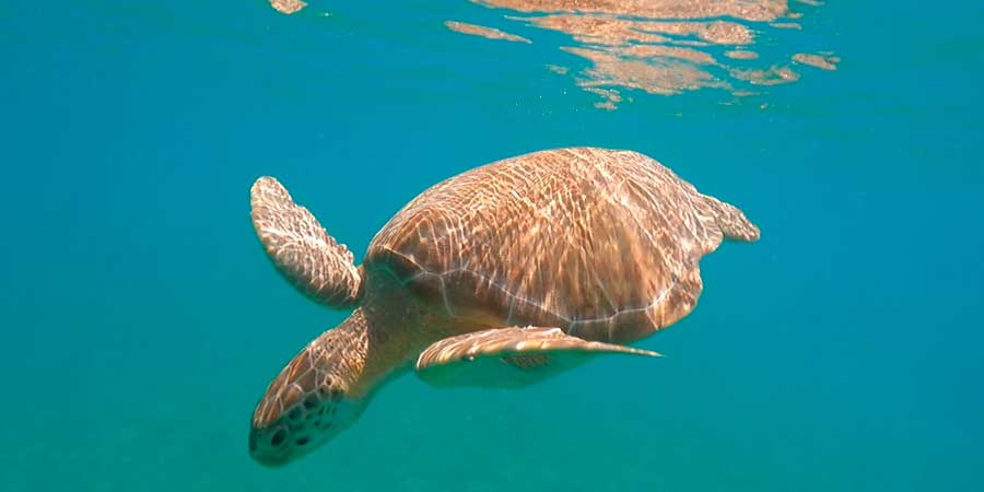 A sea turtle swimming at the water of US Virgin Islands