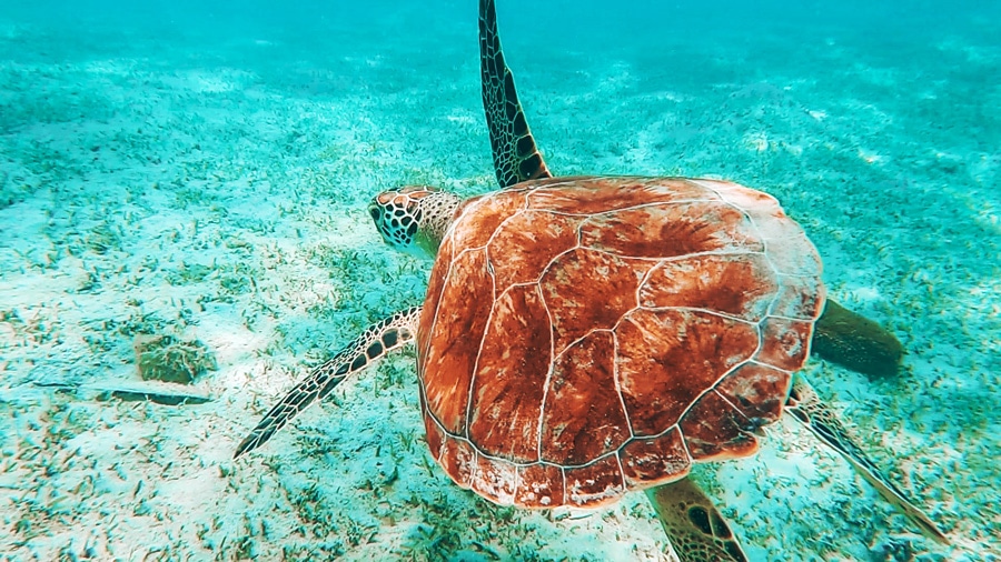 View of a sea turtle under the sea of Fort Lauderdale