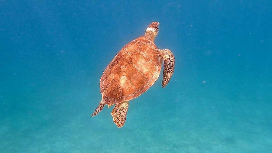 View of a sea turtle under the water of Maho Bay while snorkeling