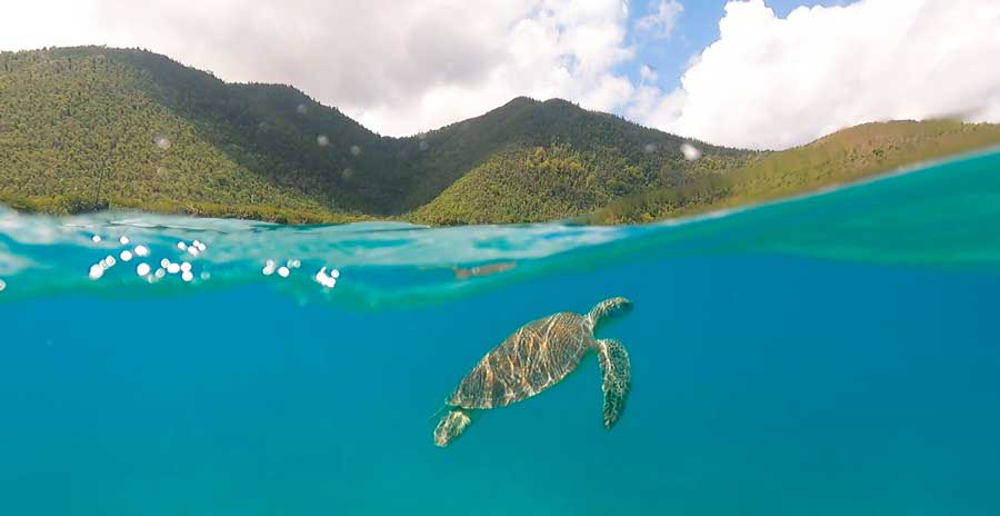 View of a sea turtle under the water while snorkeling in Maho Bay