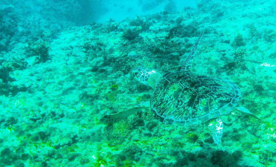 View of a sea turtle under the Shacks Beach water