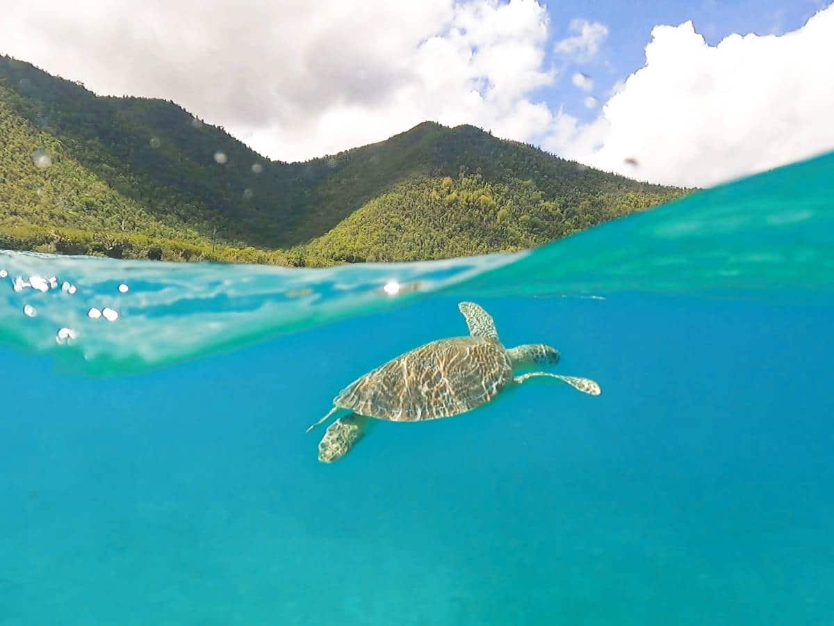 View of a sea turtle under the water in Virgin Islands National Park