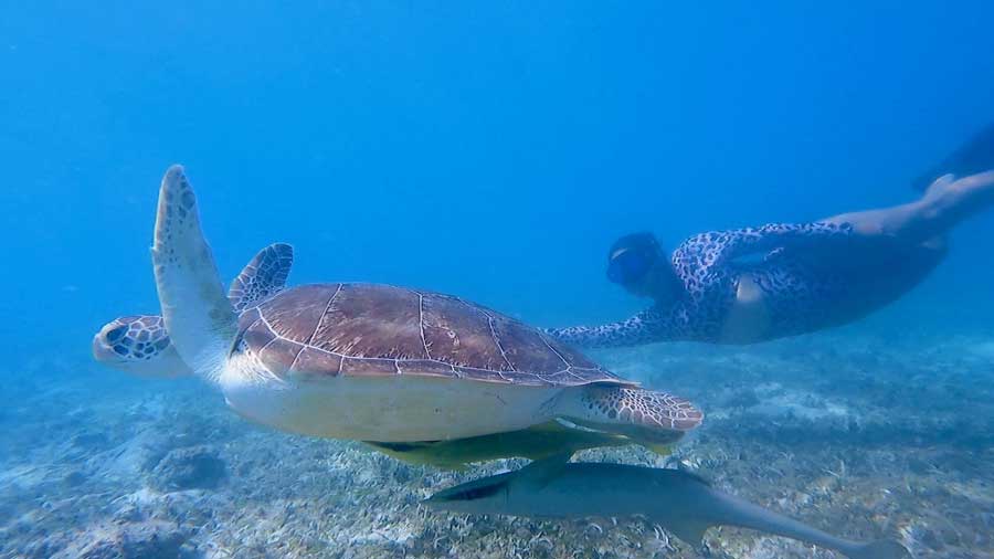 Travel Lemming writer Andre's wife swimming with a sea turtle in Maho Bay Beach