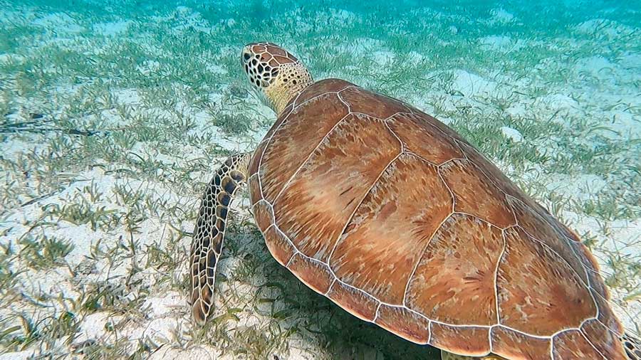 A green sea turtle under the Ocean Surfari